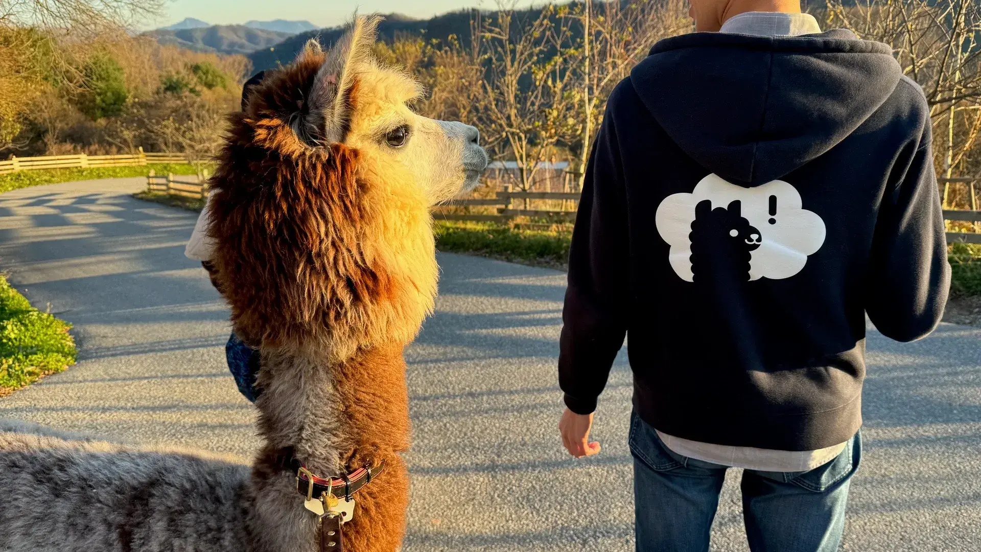 AlpacaX team collaborating in office